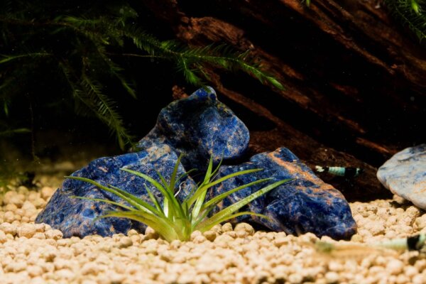Blauer Sodalit mini Wetrock (getrommelt), 450g