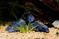 Blauer Sodalit mini Wetrock (getrommelt), 450g