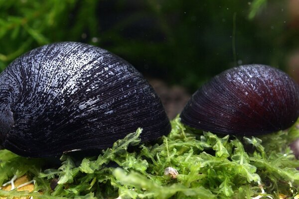 Anthrazit-Napfschnecke aus Quarantäne – planariensicher & algenstark