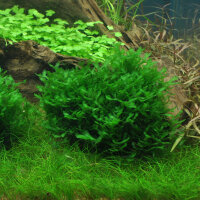 Monosolenium tenerum 1-2-Grow!