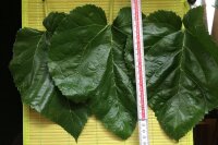 Maulbeerbaum Blätter Einheimisch, Premiumqualität, grün, luftgetrocknet, 10 Stk.