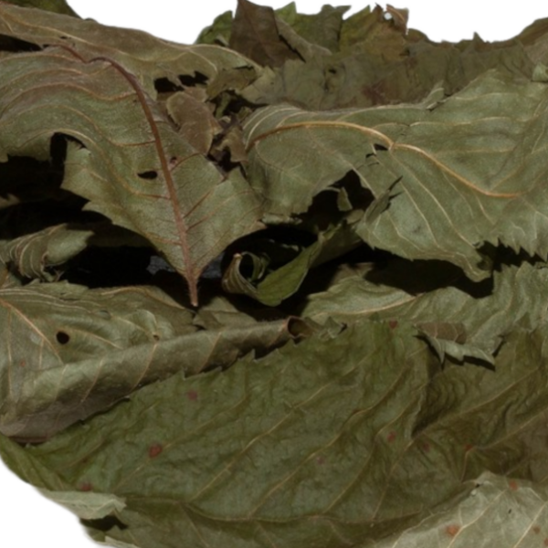 Wildkirschblätter (grün getrocknet), 30 Blätter