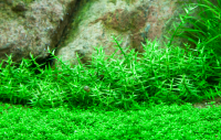 Gratiola viscidula 1-2-Grow!