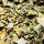 Moringa Oleifera Laub (grün getrocknet)