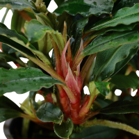 Bucephalandra sp. Red im Topf