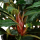 Bucephalandra sp. Red im Topf