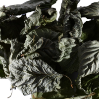 Haselnusslaub (grün getrocknet), 30 Blätter