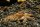 Europäischer Edelkrebs - Astacus astacus für den Teich / Weiher - Sömmerlinge (Jungtier)