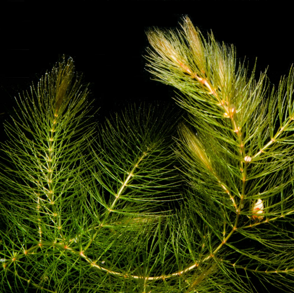 Rauhes Hornkraut, Foxtail - Ceratophyllum demersum, Portion