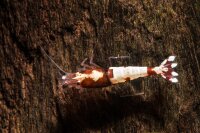 Pinto Skunk Fishbone / Backline -  rot - Zwerggarnele (Swinger-Pinto)
