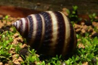 Pianoschnecke (Pinselalgenschnecke)