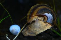 Pianoschnecke (Pinselalgenschnecke)