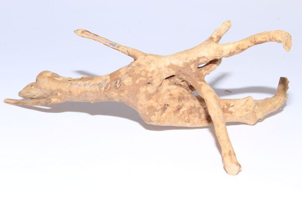 Moorkien Fingerwurzel #138 - Gestrandetes Libellchen 23x15x9 cm (LxBxH)