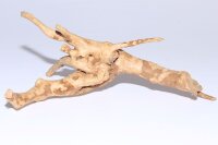 Moorkien Fingerwurzel #138 - "Gestrandetes Libellchen" 23x15x9 cm (LxBxH)