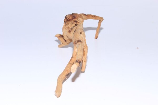 Moorkien Fingerwurzel #141 - Schmalhemdiger Saugrüssler 27x7x8 cm (LxBxH)