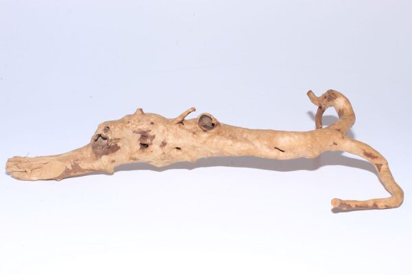 Moorkien Fingerwurzel #176 - Schnüffelndes Schnabeltierchen 34x18x7 cm (LxBxH)