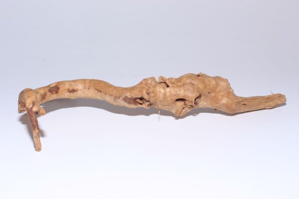 Moorkien Fingerwurzel #176 - Schnüffelndes Schnabeltierchen 34x18x7 cm (LxBxH)