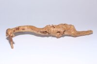 Moorkien Fingerwurzel #176 - "Schnüffelndes Schnabeltierchen" 34x18x7 cm (LxBxH)