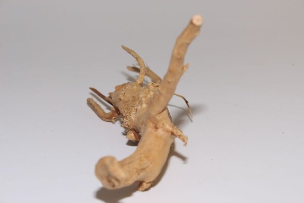 Moorkien Fingerwurzel #581 - Little Scorpion 22x11x12 cm (LxBxH)