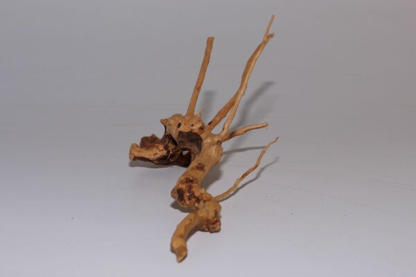Moorkien Fingerwurzel #901 - Cute little seahorse 24x18x13 cm (LxBxH)
