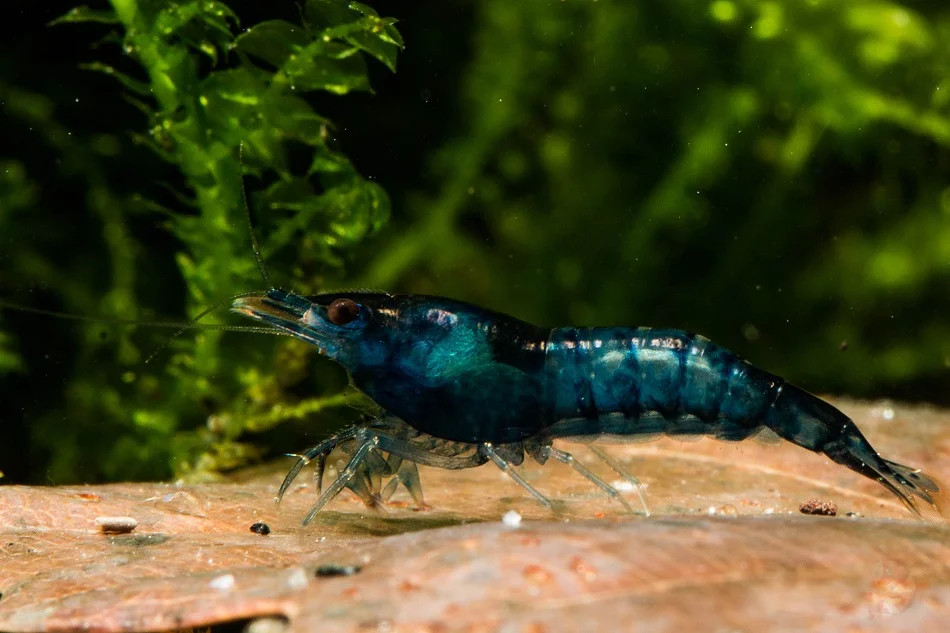 Blue Velvet Garnele DNZ
