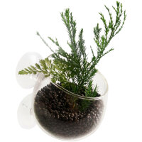 Plant Crystal Glass Pot