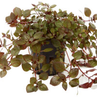Ludwigia palustris (Super rot) im Topf