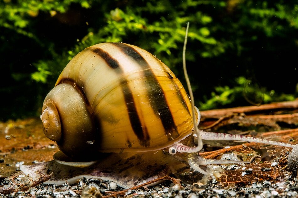 Zebra Apfelschnecke - Asolene spixi (DNZ)