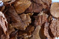 Buchenlaub (braun), 40 Blätter