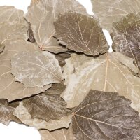 Pappel Laubblätter (grün getrocknet), 30 Blätter